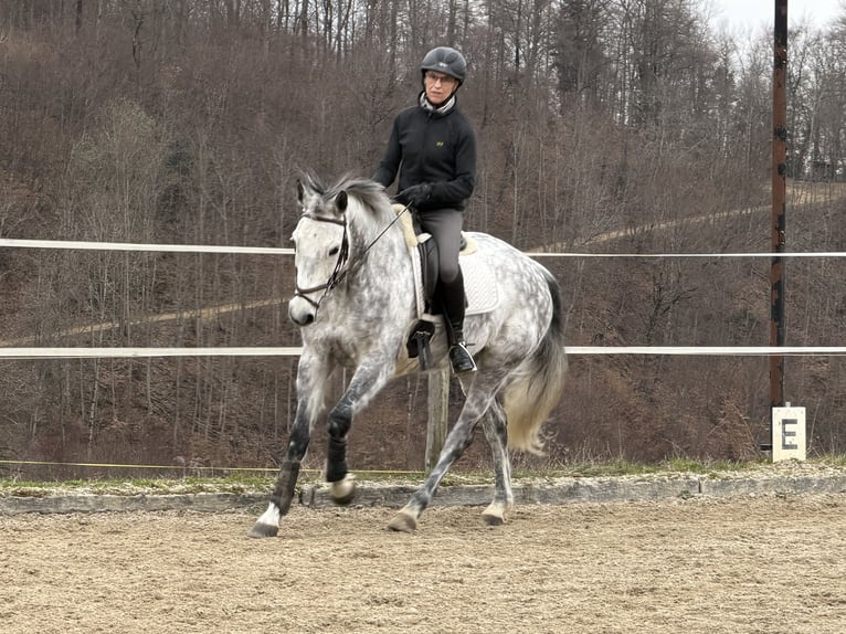 KWPN Mare 10 years 16 hh Grey-Dapple in Wintersingen