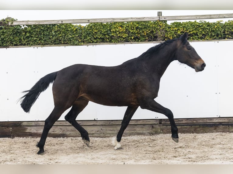 KWPN Mare 10 years 16 hh  in Waddinxveen