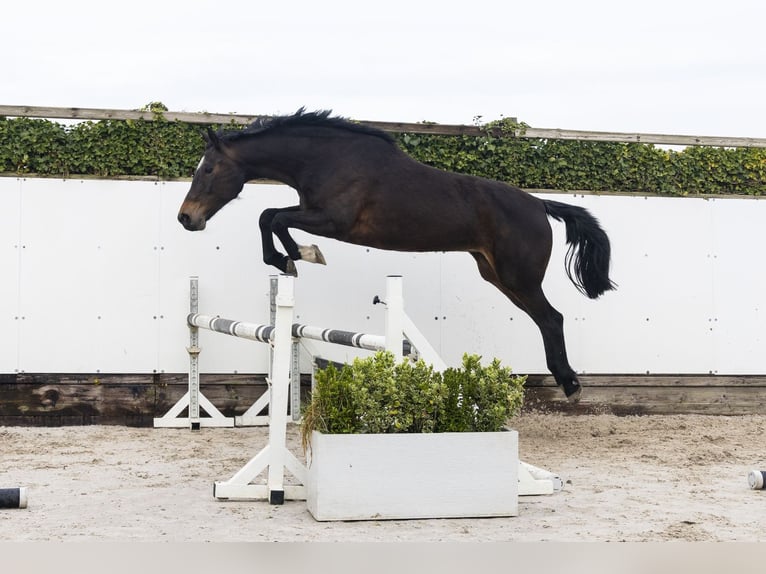 KWPN Mare 10 years 16 hh  in Waddinxveen