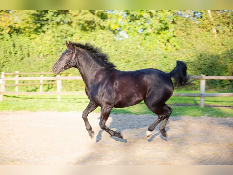 KWPN Mare 10 years 16 hh Smoky-Black in GLANVILLE