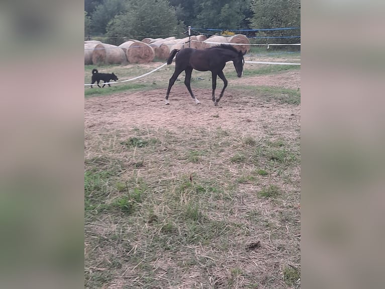 KWPN Mare 10 years 16,1 hh Bay-Dark in Eger