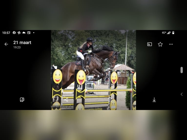 KWPN Mare 10 years 16,1 hh Bay-Dark in Barger-Compascuum