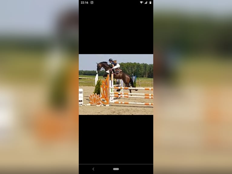 KWPN Mare 10 years 16,1 hh Bay-Dark in Barger-Compascuum