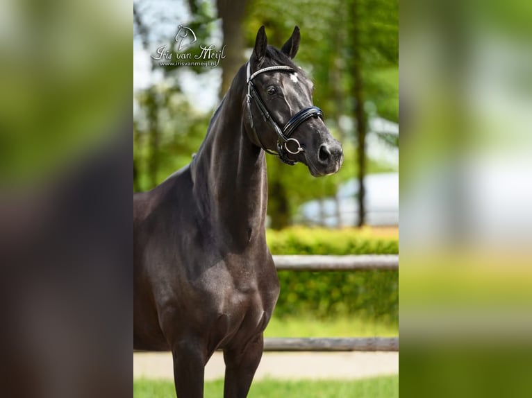 KWPN Mare 10 years 16,1 hh Black in Hilvarenbeek