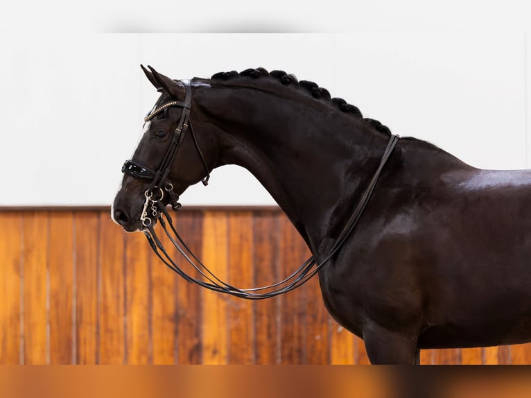 KWPN Mare 10 years 16,1 hh Black in Kwadijk