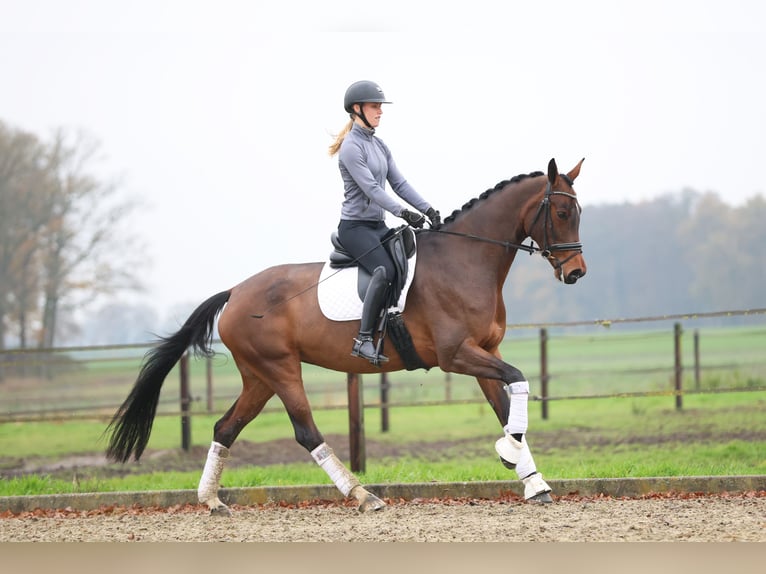 KWPN Mare 10 years 16,1 hh Brown in Haaksbergen