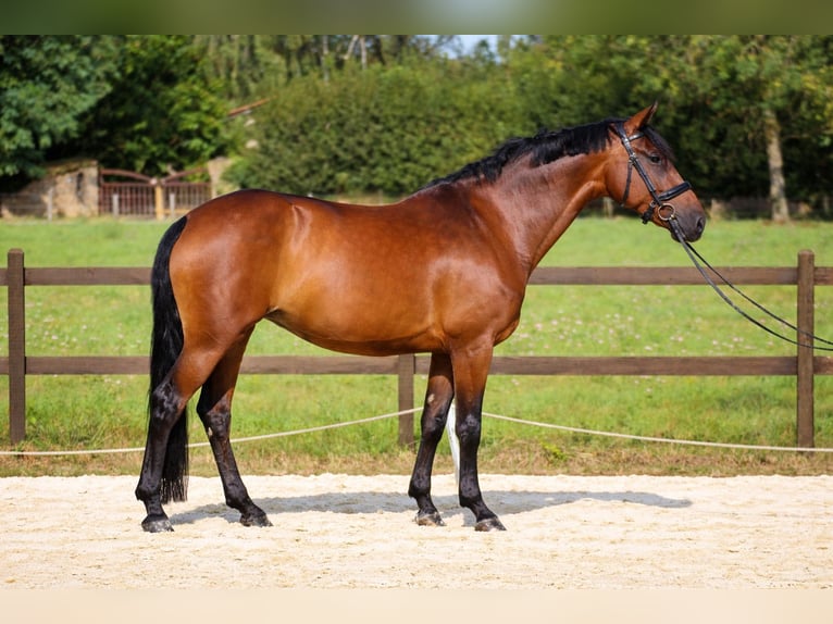KWPN Mare 10 years 16,1 hh Brown in Rhone