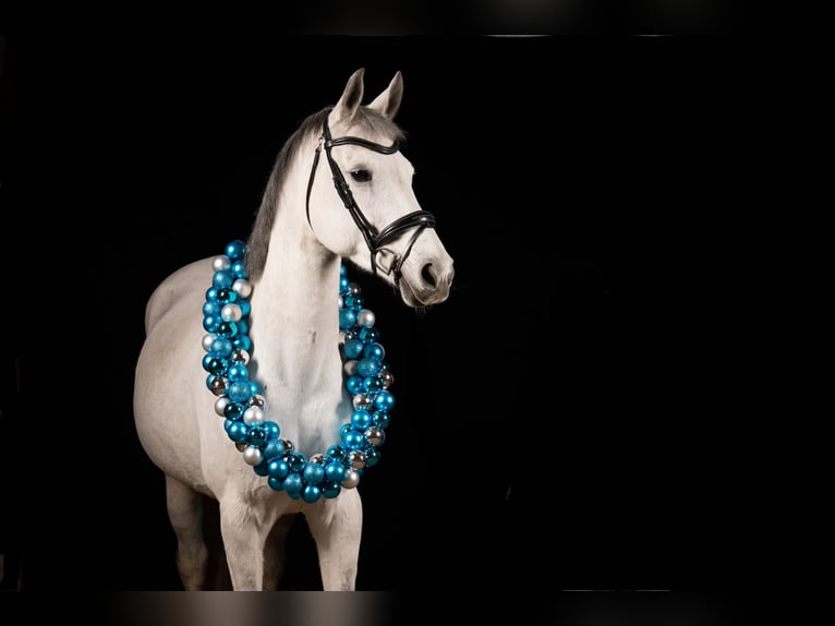 KWPN Mare 10 years 16,1 hh Grey-Dapple in Donaueschingen