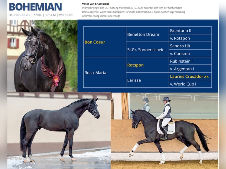 KWPN Mare 10 years 16,1 hh Smoky-Black in Dinkelsb&#xFC;hl