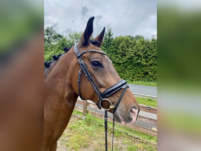 KWPN Mare 10 years 16,2 hh Bay-Dark in Hude (Oldenburg)