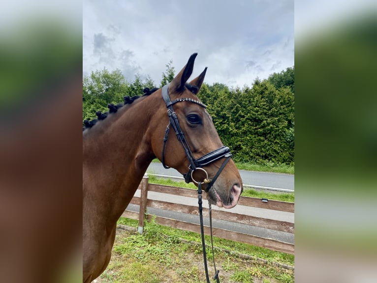 KWPN Mare 10 years 16,2 hh Bay-Dark in Hude (Oldenburg)