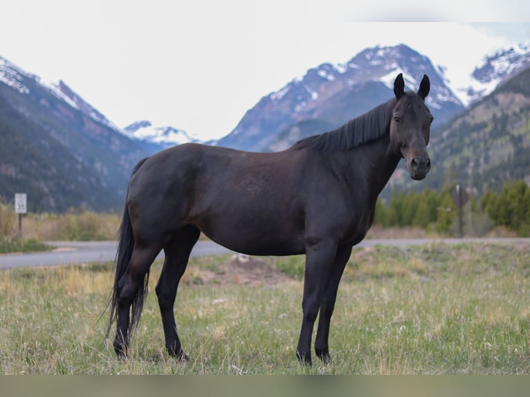 KWPN Mare 10 years 16,2 hh Black in Fort Collins, CO