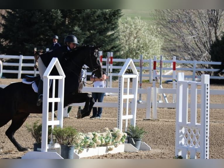 KWPN Mare 10 years 16,2 hh Black in Fort Collins, CO