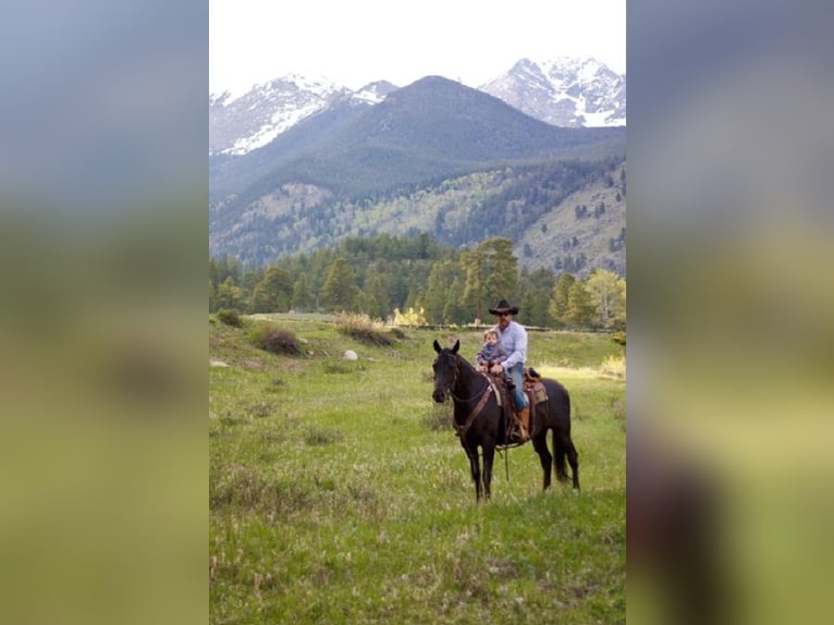 KWPN Mare 10 years 16,2 hh Black in Fort Collins, CO