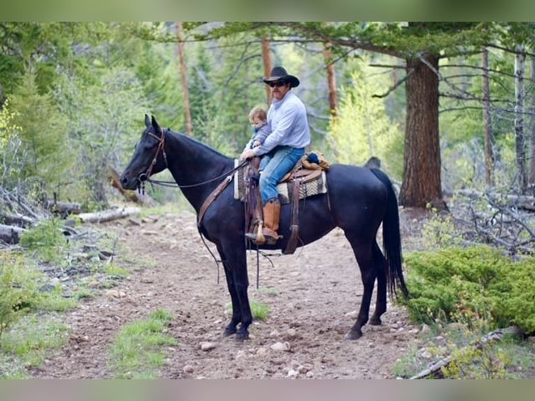 KWPN Mare 10 years 16,2 hh Black in Fort Collins, CO