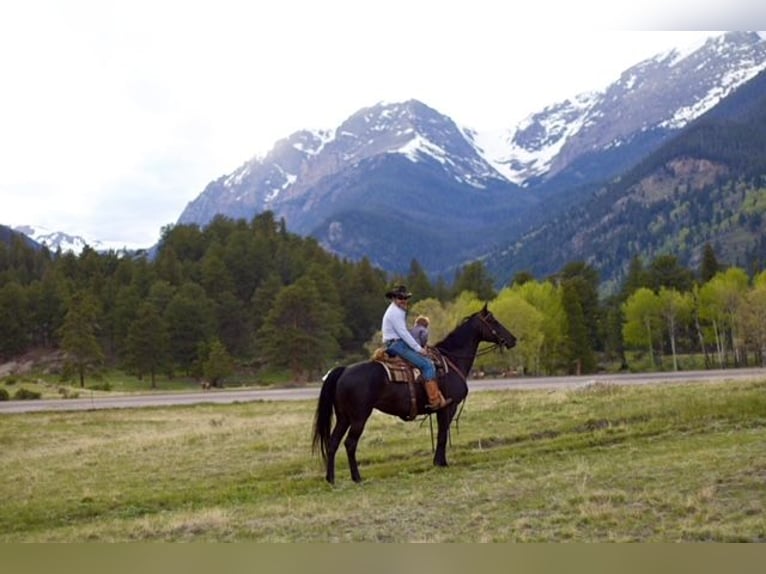 KWPN Mare 10 years 16,2 hh Black in Fort Collins, CO