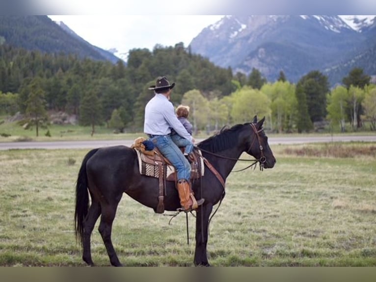 KWPN Mare 10 years 16,2 hh Black in Fort Collins, CO