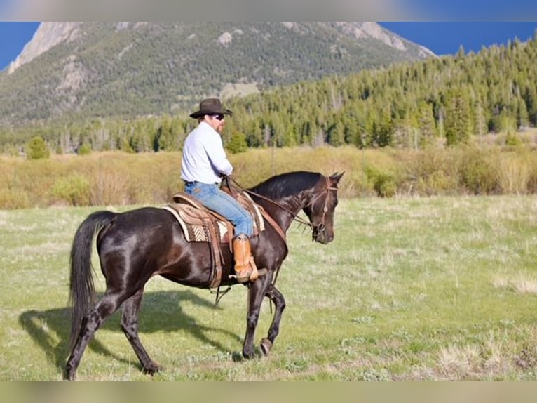 KWPN Mare 10 years 16,2 hh Black in Fort Collins, CO