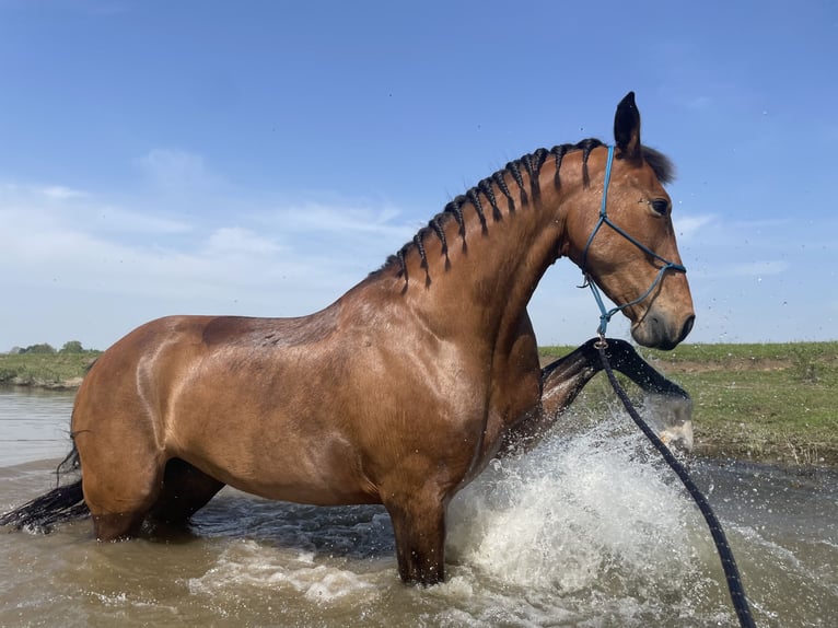 KWPN Mare 10 years 16,2 hh Brown in Noordbroek