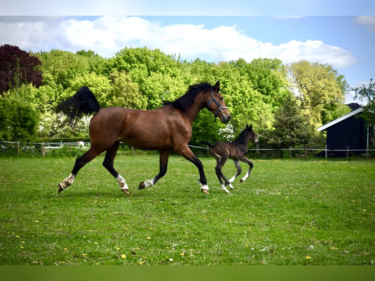 KWPN Mare 10 years 16,2 hh Brown in Noordbroek