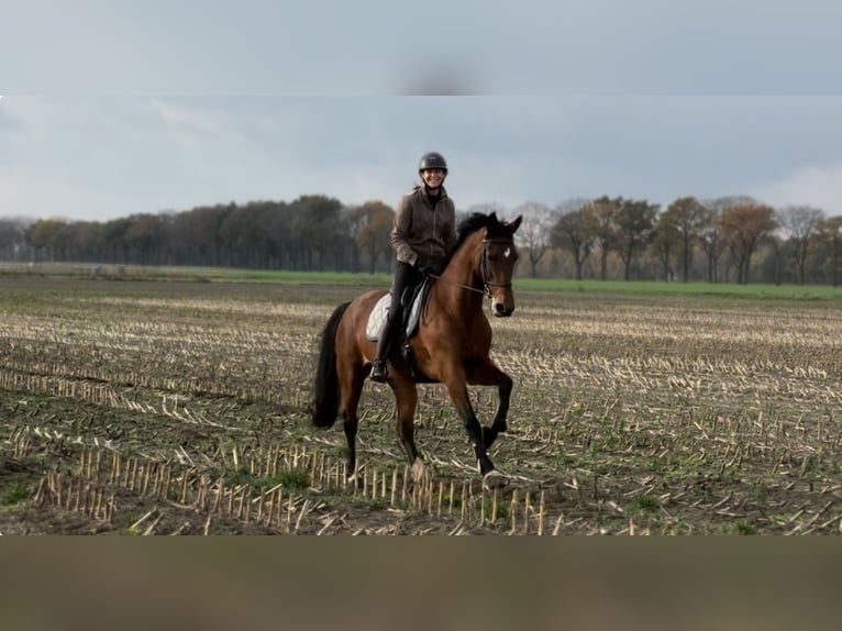 KWPN Mare 10 years 16,2 hh Brown in Meijel