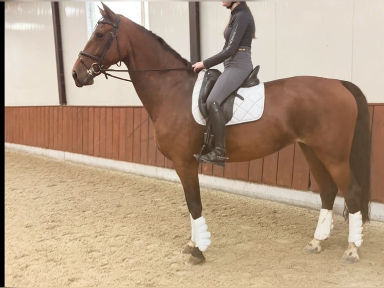KWPN Mare 10 years 16,2 hh Brown in Meijel