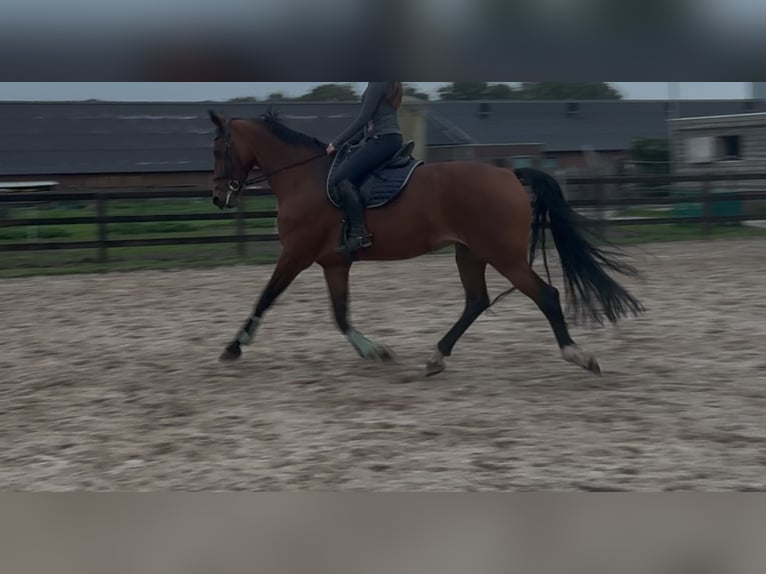 KWPN Mare 10 years 16,2 hh Brown in Meijel