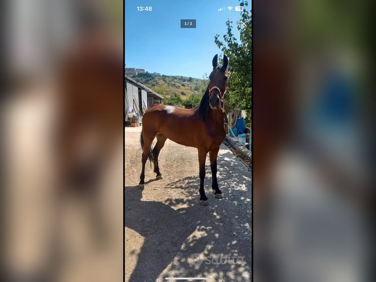 KWPN Mix Mare 10 years 16,2 hh Brown in Matine