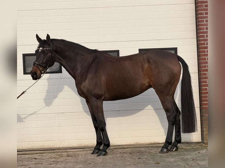 KWPN Mare 10 years 16,2 hh Brown in Someren