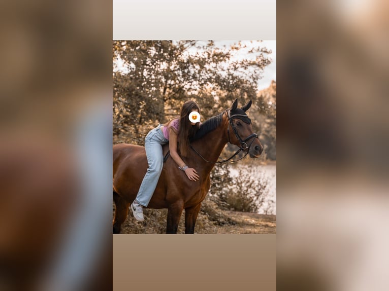 KWPN Mare 10 years 16,2 hh Brown in Walhorn