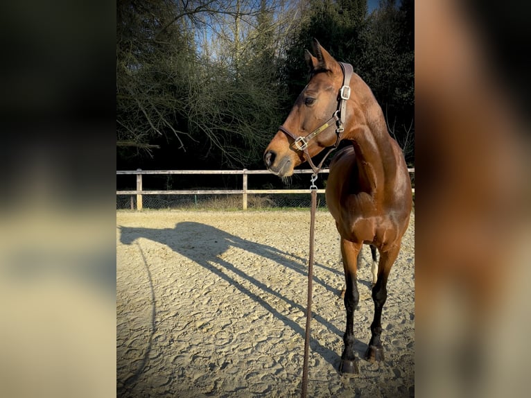 KWPN Mare 10 years 16,2 hh Brown in Walhorn