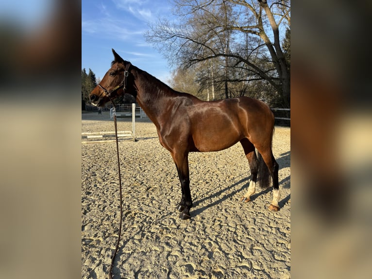KWPN Mare 10 years 16,2 hh Brown in Walhorn