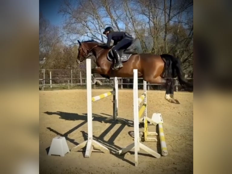 KWPN Mare 10 years 16,2 hh Brown in Walhorn