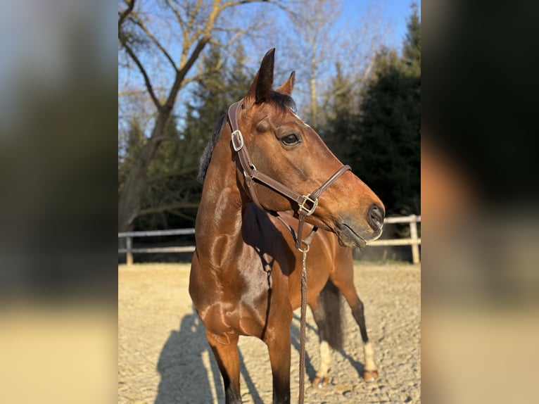 KWPN Mare 10 years 16,2 hh Brown in Walhorn