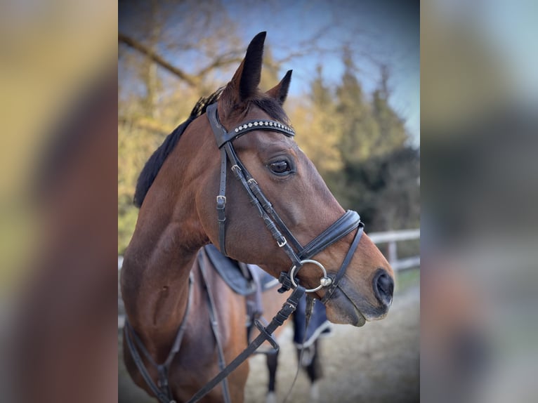 KWPN Mare 10 years 16,2 hh Brown in Walhorn