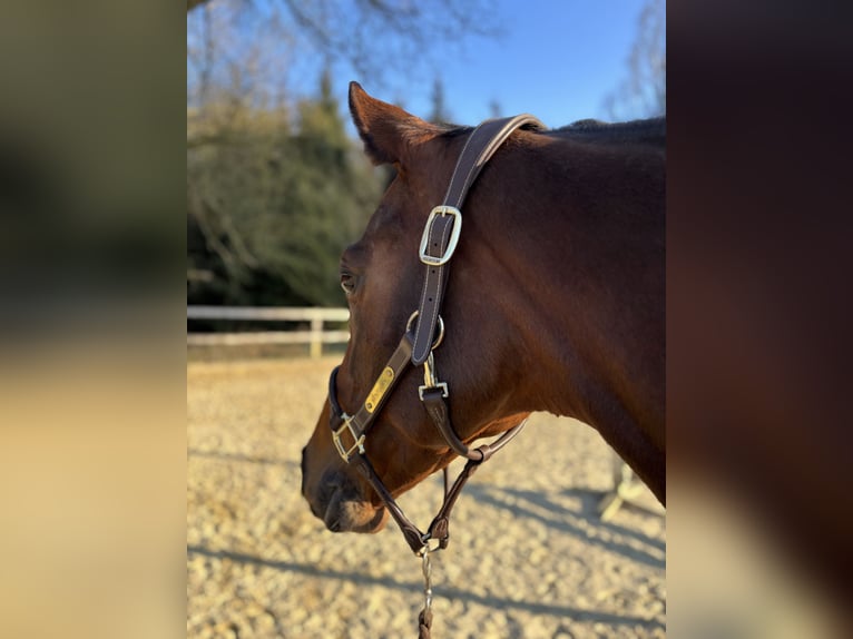 KWPN Mare 10 years 16,2 hh Brown in Walhorn