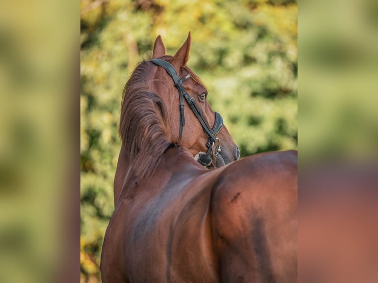 KWPN Mare 10 years 16,2 hh Chestnut-Red in Brecht