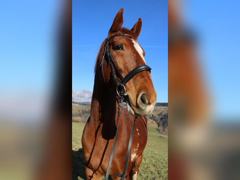 KWPN Mare 10 years 16,2 hh Chestnut-Red in Lassing