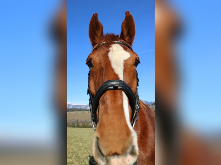 KWPN Mare 10 years 16,2 hh Chestnut-Red in Lassing