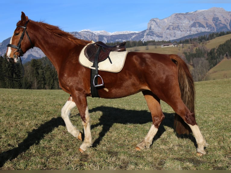 KWPN Mare 10 years 16,2 hh Chestnut-Red in Lassing