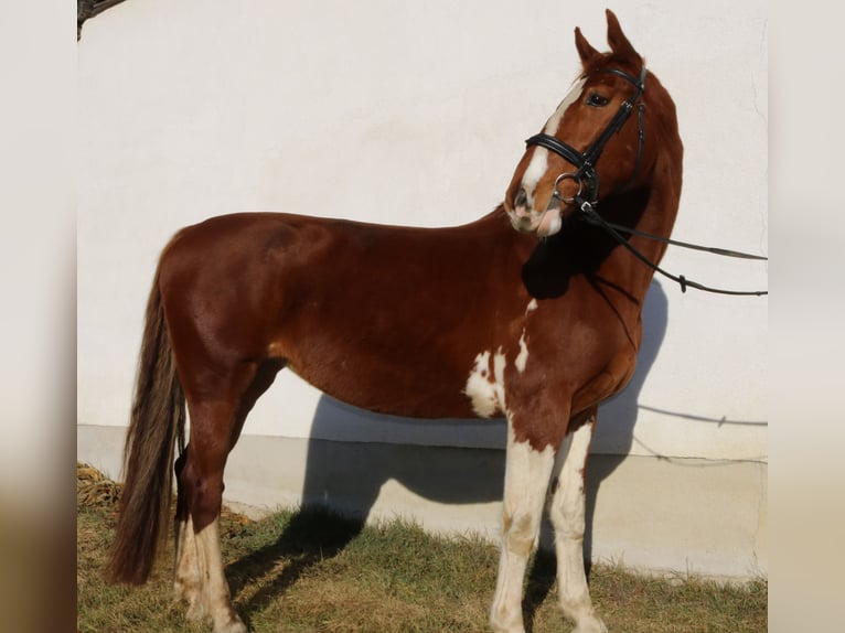 KWPN Mare 10 years 16,2 hh Chestnut-Red in Lassing