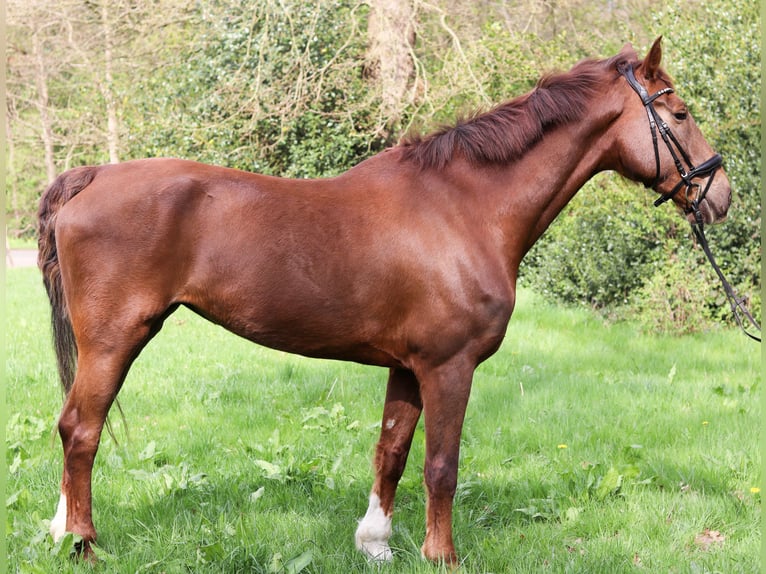 KWPN Mare 10 years 16,2 hh Chestnut-Red in Drentwede