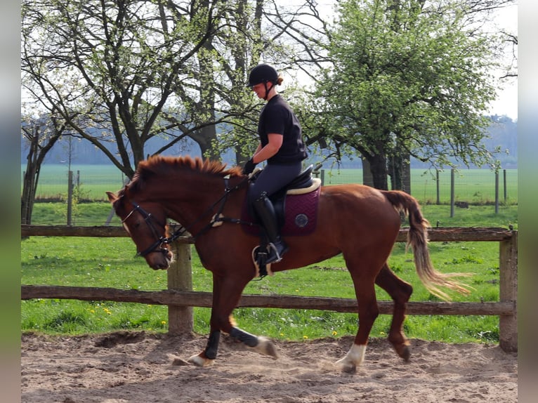KWPN Mare 10 years 16,2 hh Chestnut-Red in Drentwede