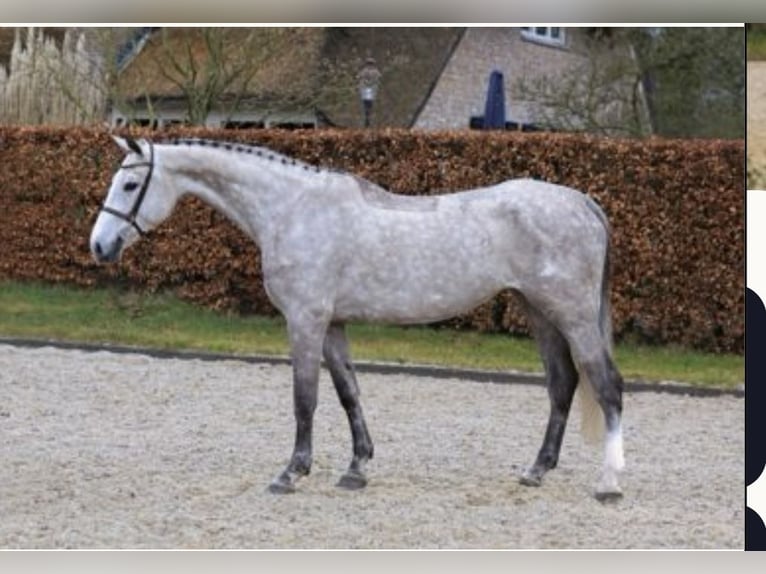 KWPN Mare 10 years 16,3 hh Gray in Langenselbold