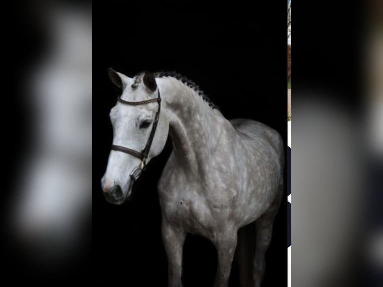 KWPN Mare 10 years 16,3 hh Gray in Langenselbold