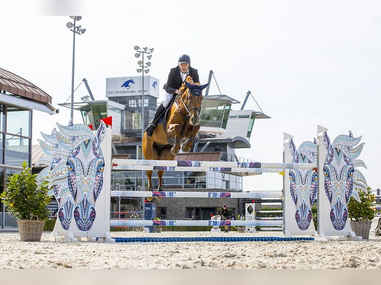 KWPN Mare 10 years 17.1 hh Chestnut-Red in Peer