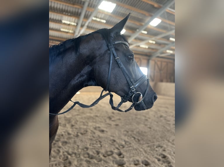 KWPN Mare 10 years 17 hh Bay-Dark in Königstetten