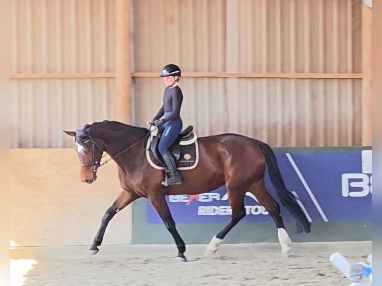 KWPN Mare 10 years 17 hh Brown in Sch