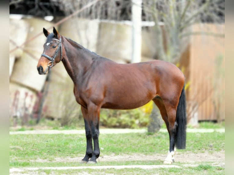 KWPN Mare 10 years 17 hh Brown in Sch