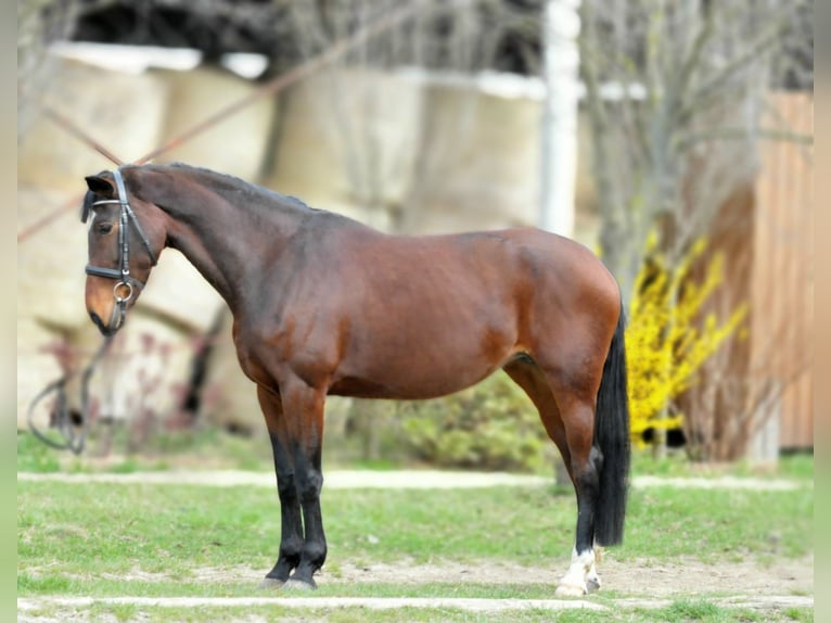 KWPN Mare 10 years 17 hh Brown in Sch